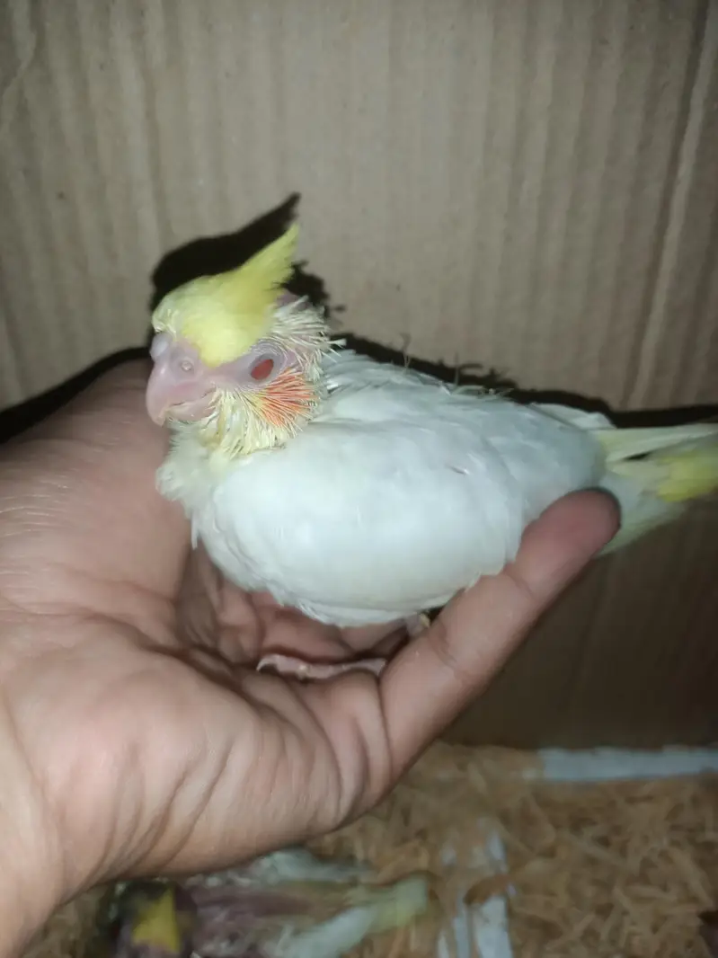 cockatiel chicks — photo 3