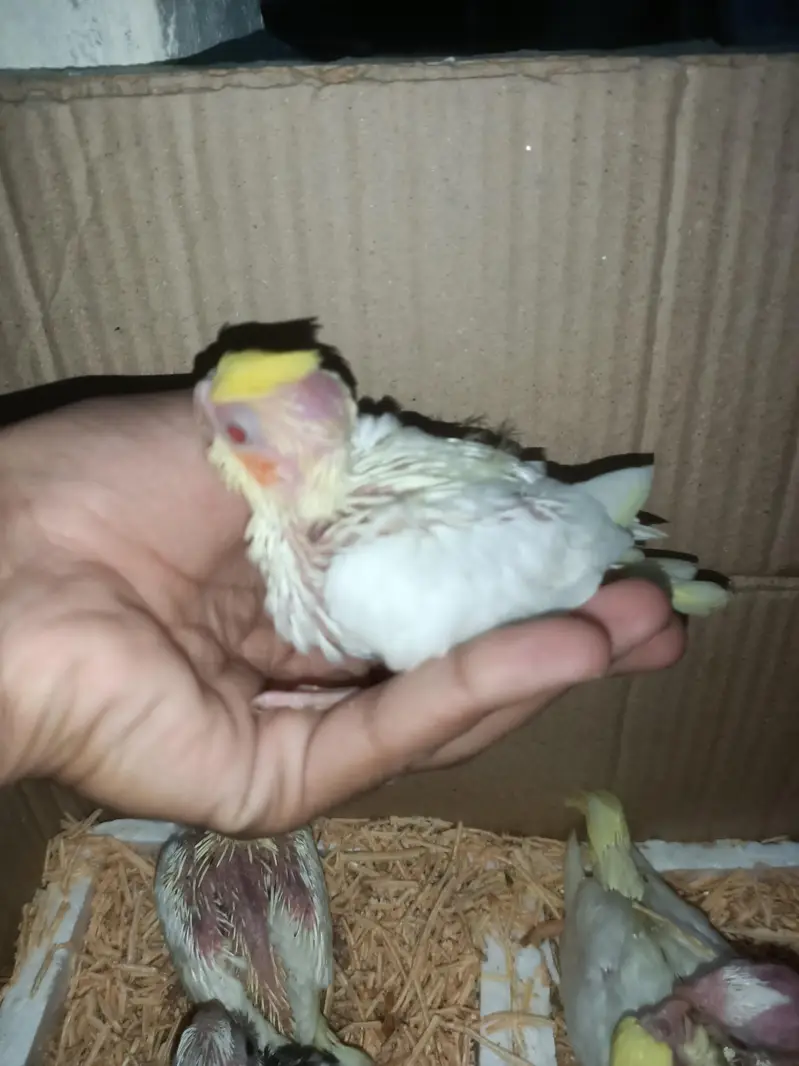 cockatiel chicks — photo 4