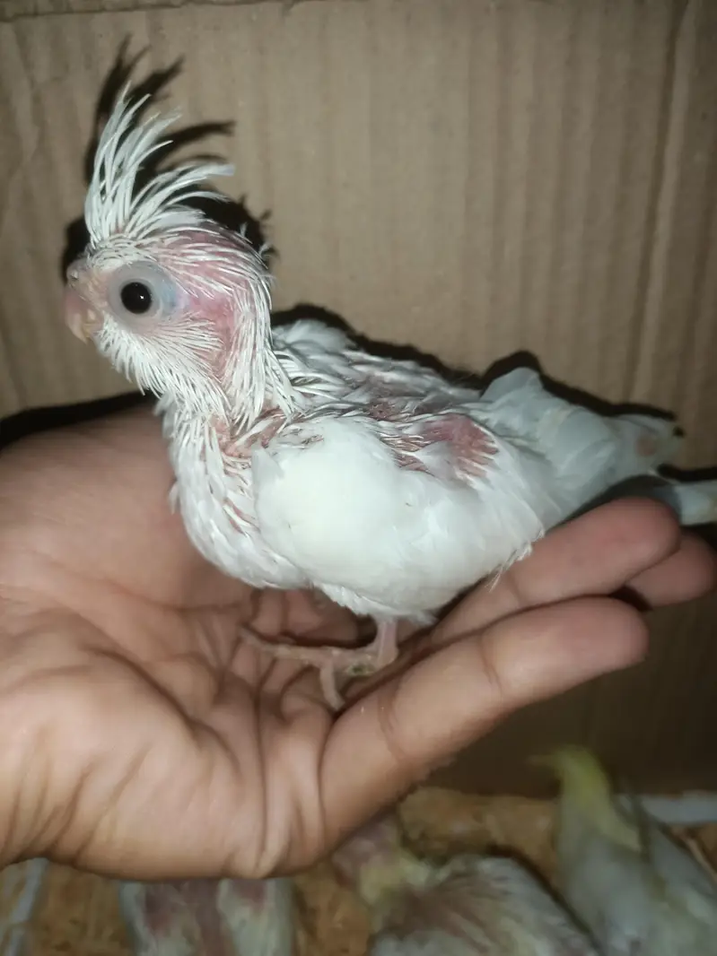 cockatiel chicks — photo 5