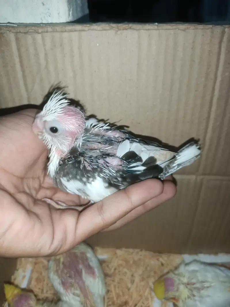 cockatiel chicks — photo 6