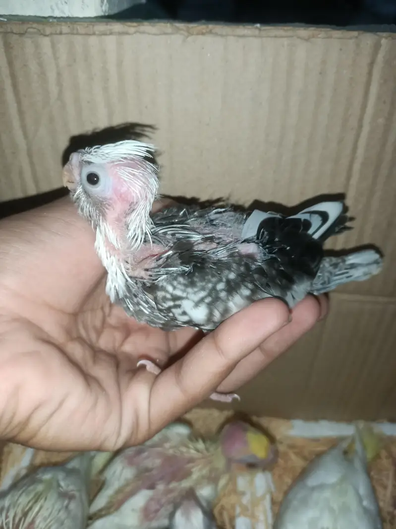 cockatiel chicks — photo 7