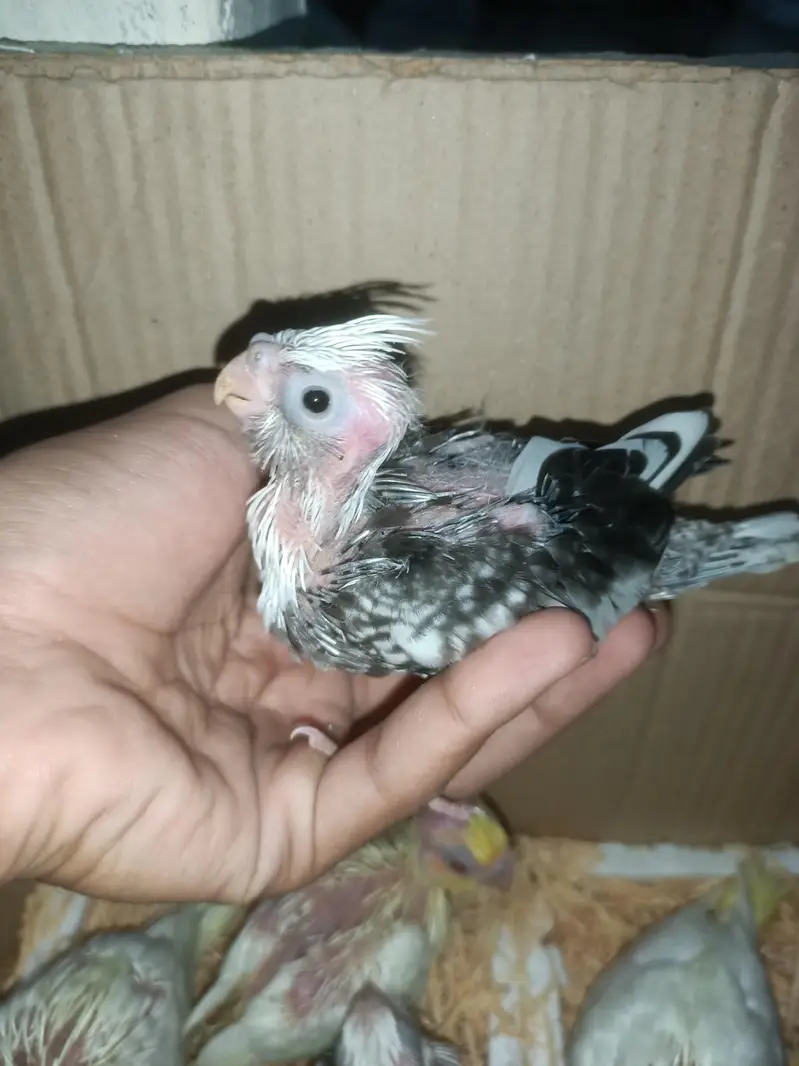 cockatiel chicks — photo 8