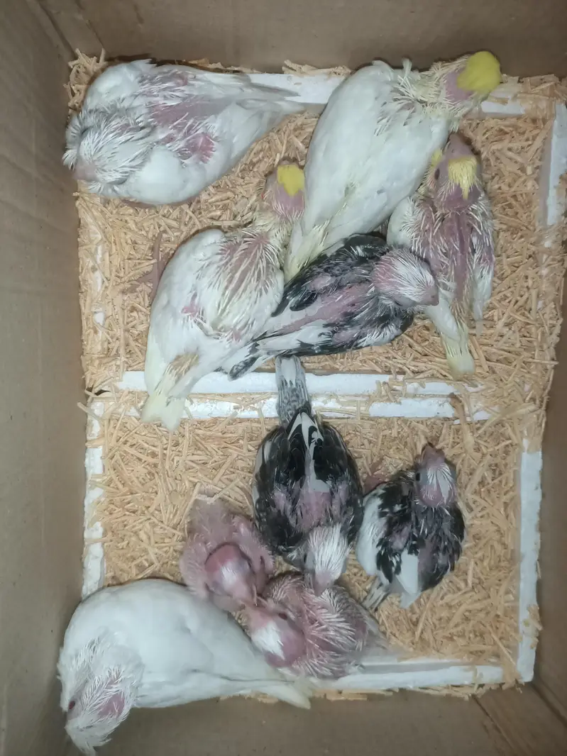 cockatiel chicks — photo 9