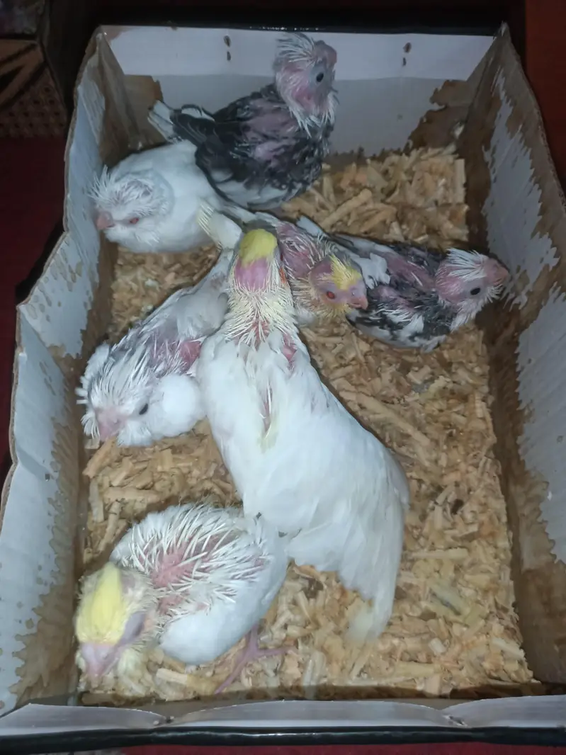 cockatiel chicks — photo 10