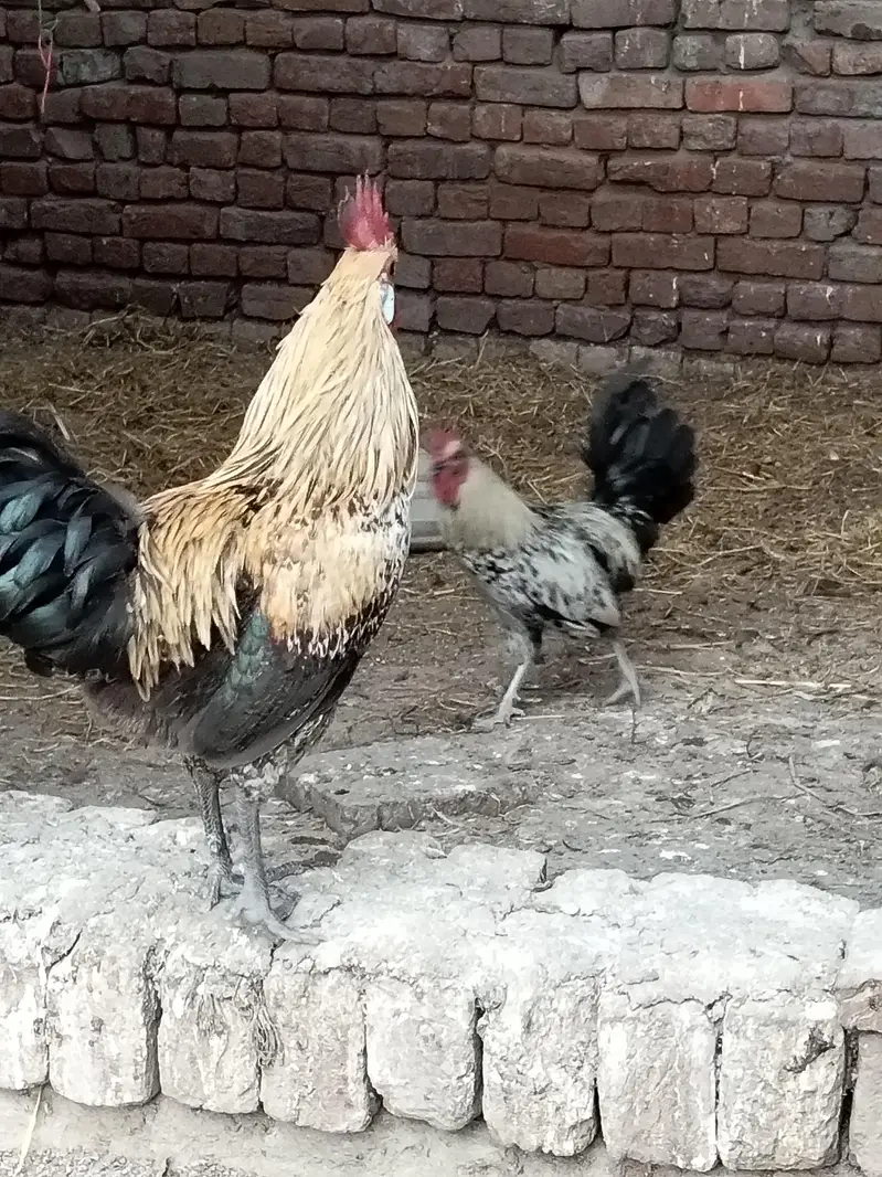 Desi golden mishri murgay — photo 5