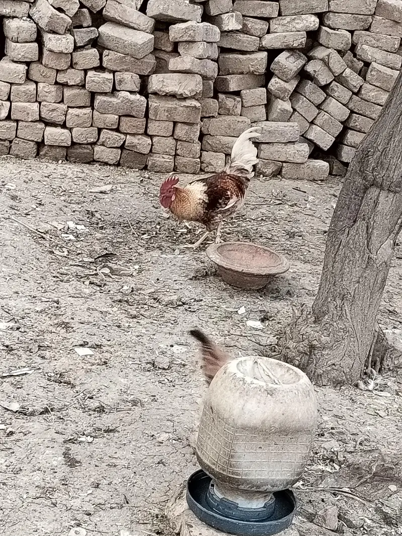 Desi golden mishri murgay — photo 10