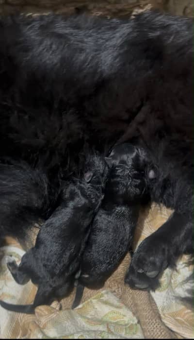 Female for sale padgree daughter of Marcus my number 03285109700