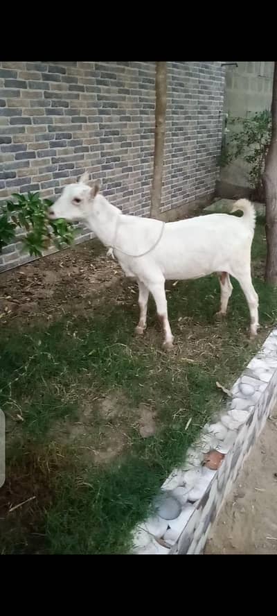 taddy bakri