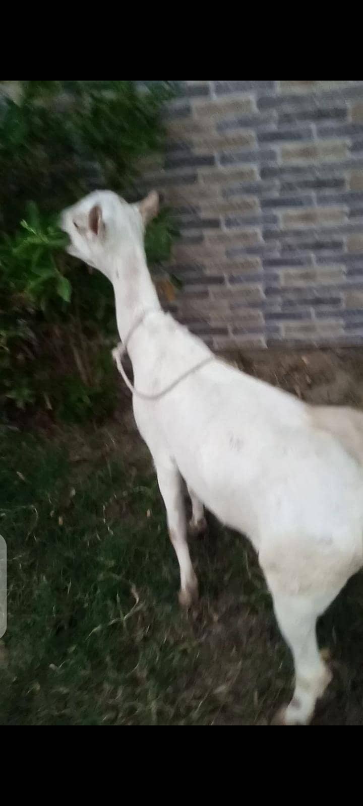 taddy bakri 1