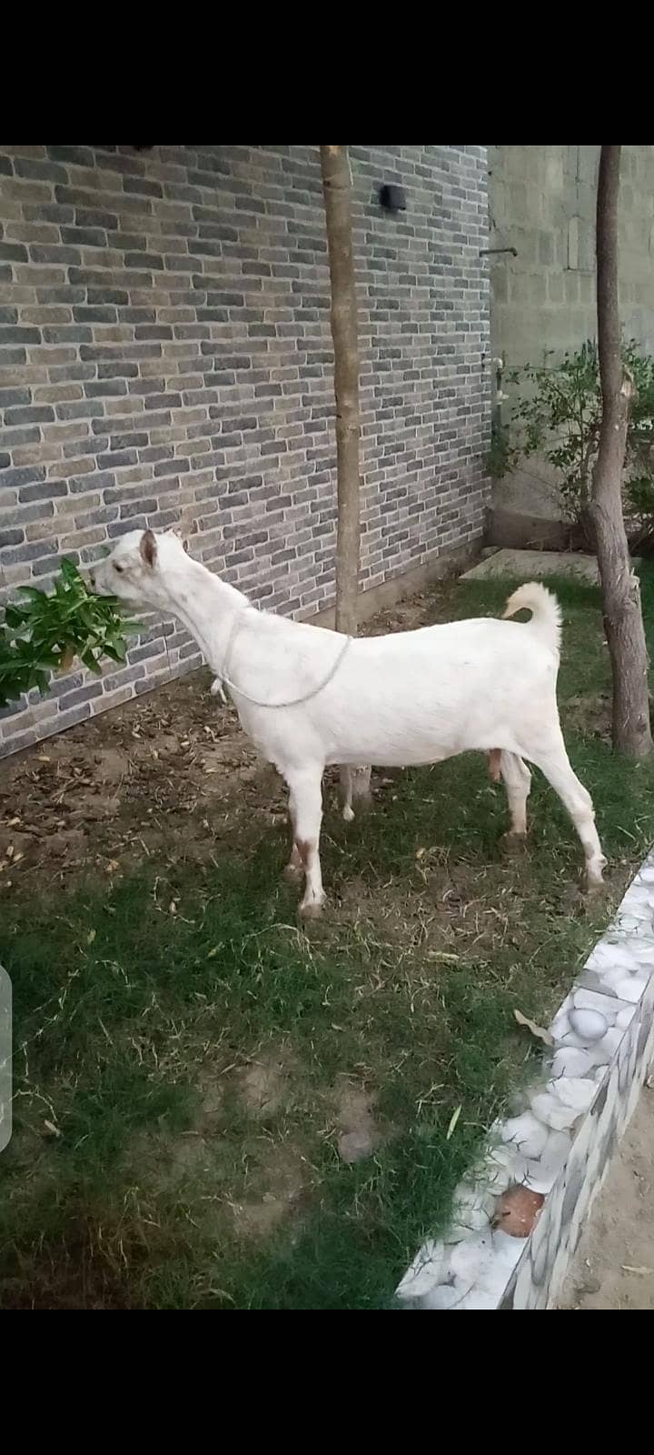 taddy bakri 2