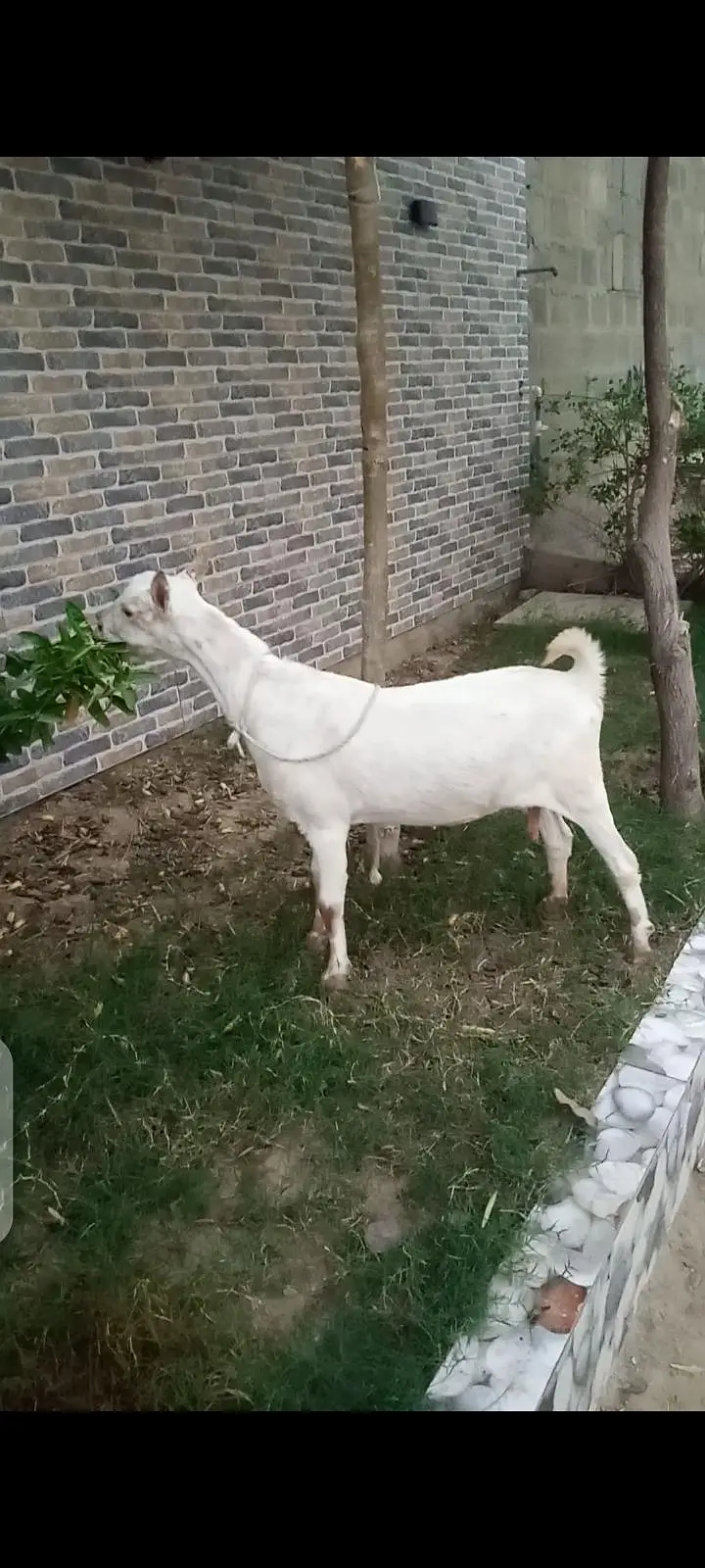 taddy bakri — photo 3