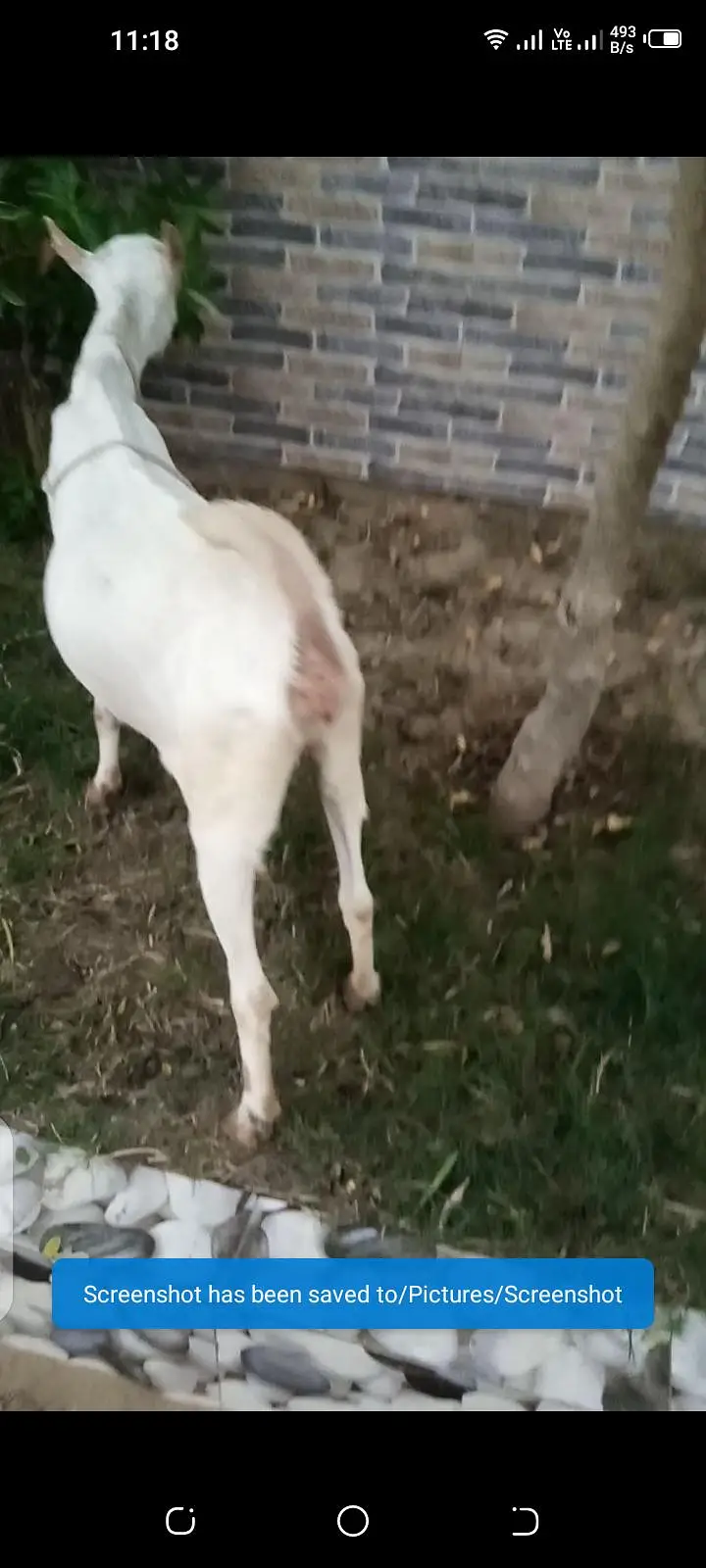 taddy bakri — photo 4