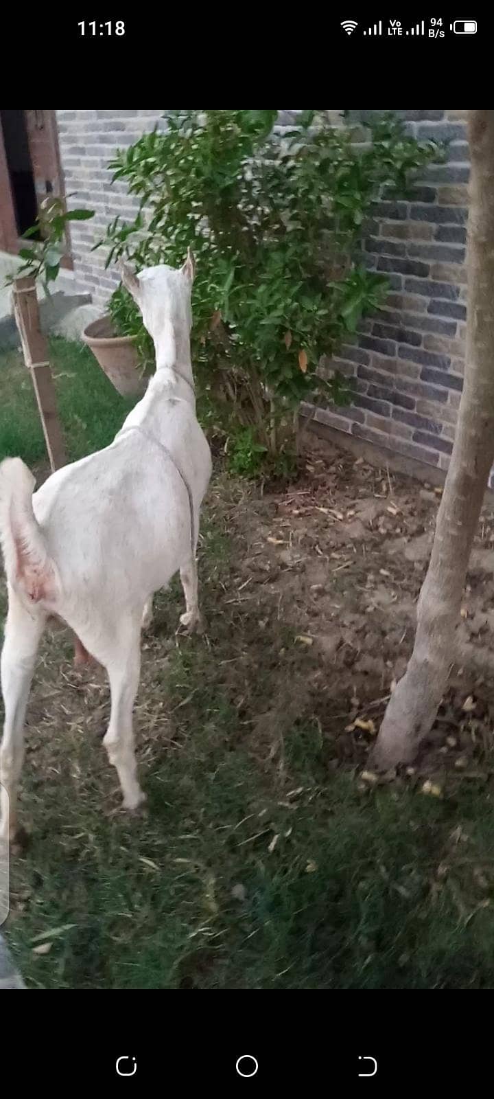 taddy bakri 4