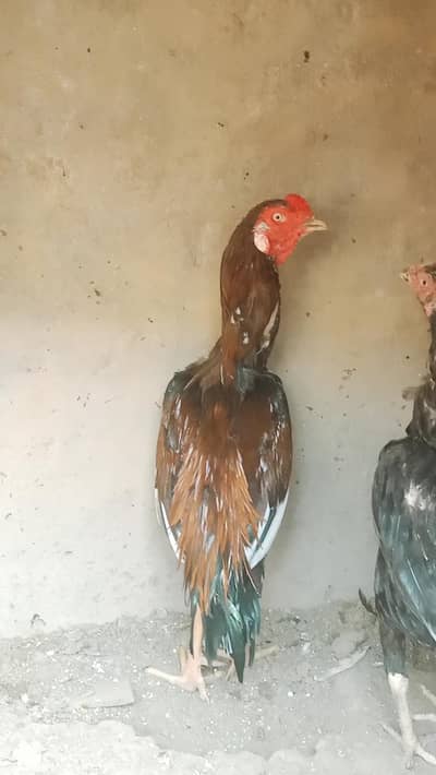urgent for sale 1 murga 2 murgi