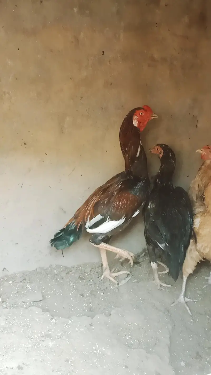 urgent for sale 1 murga 2 murgi — photo 2