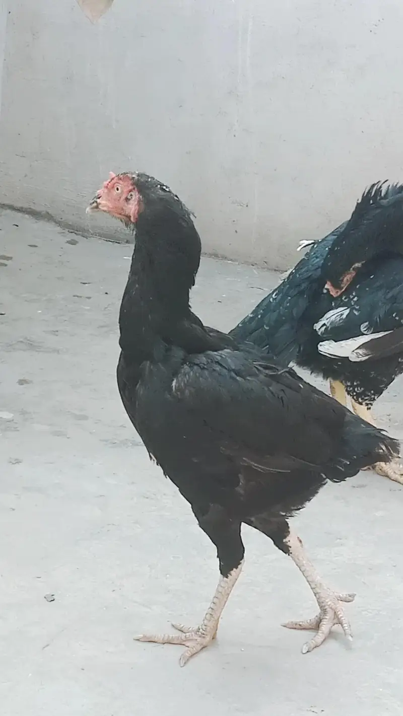 urgent for sale 1 murga 2 murgi — photo 3