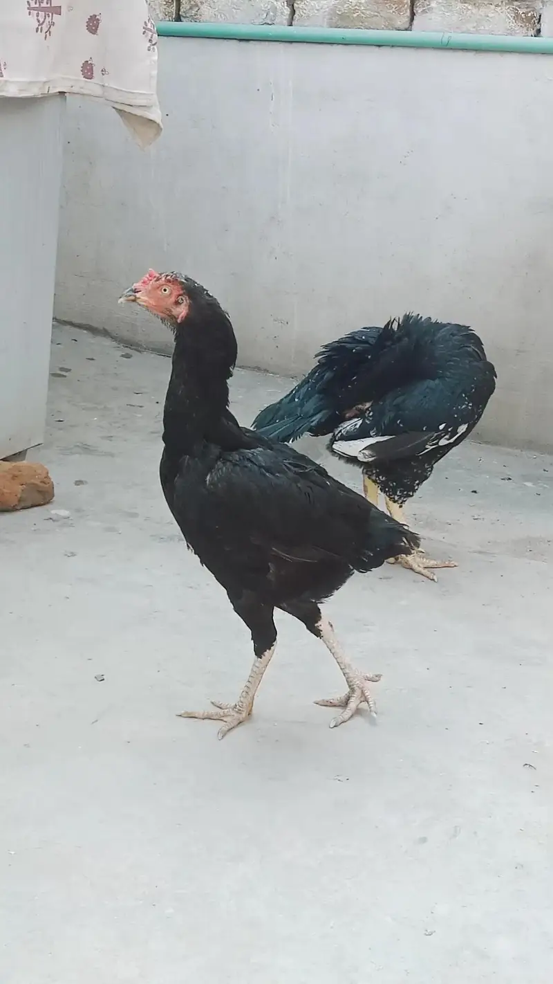 urgent for sale 1 murga 2 murgi — photo 4