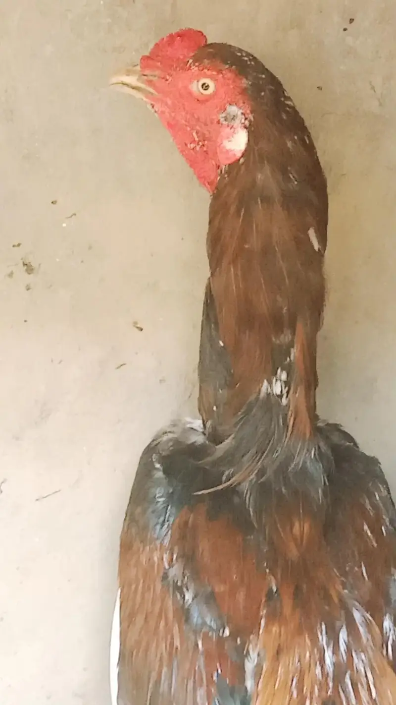 urgent for sale 1 murga 2 murgi — photo 5