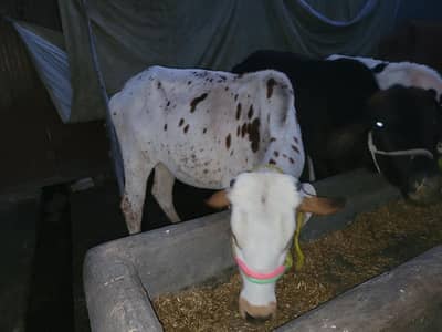Wachian/Heifers/were for Sale