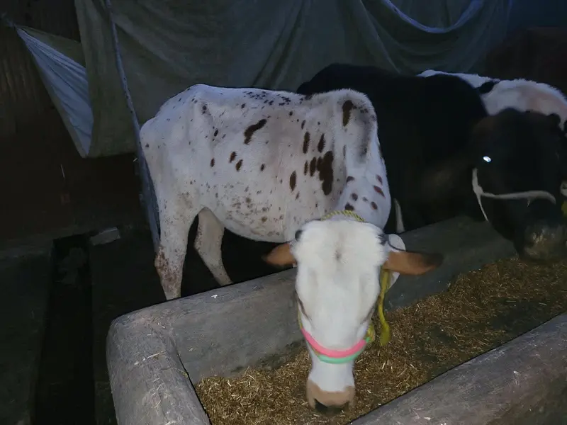 Wachian/Heifers/were for Sale