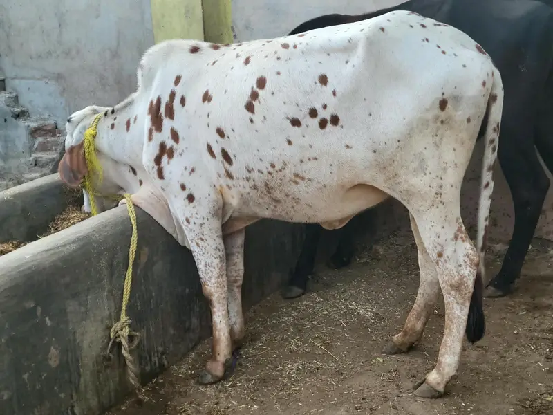 Wachian/Heifers/were for Sale — photo 3