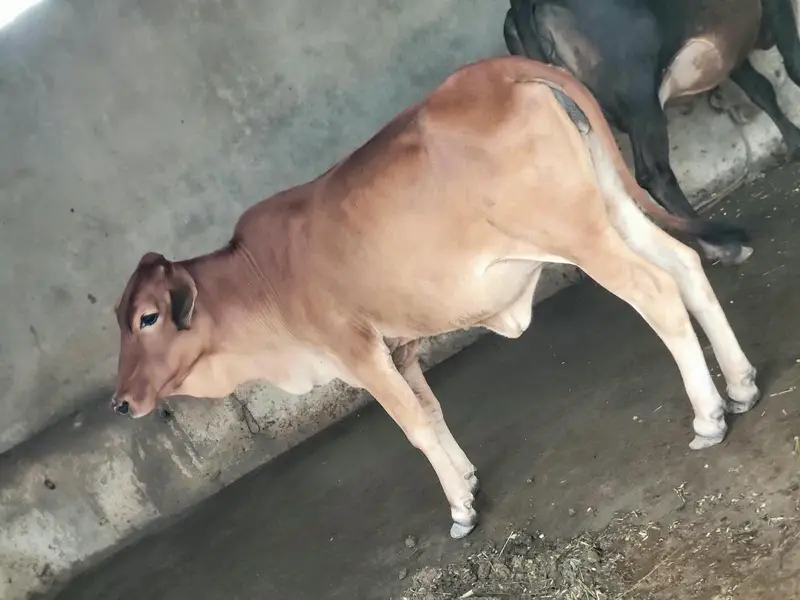 Wachian/Heifers/were for Sale — photo 4