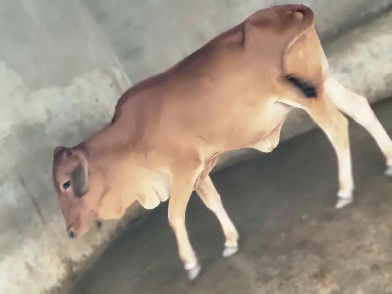 Wachian/Heifers/were for Sale — photo 5