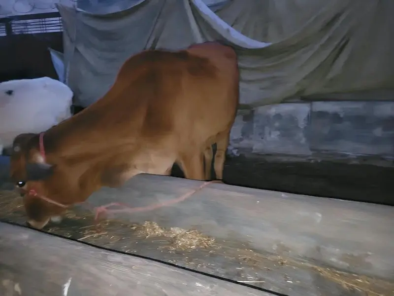 Wachian/Heifers/were for Sale — photo 7