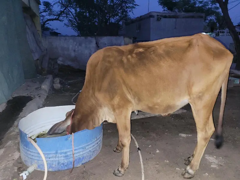 Wachian/Heifers/were for Sale — photo 8