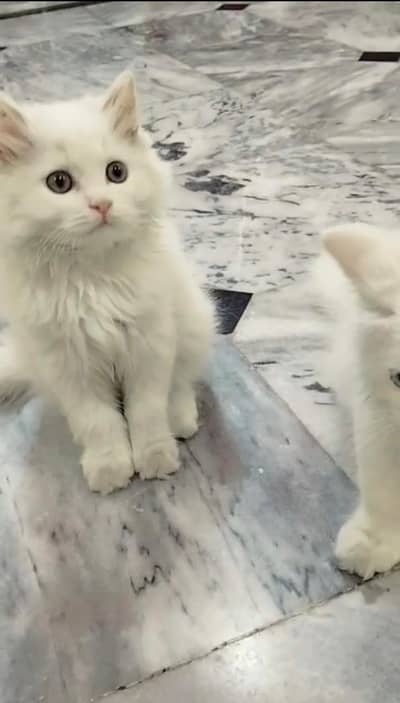 pure Persian kitten healthy