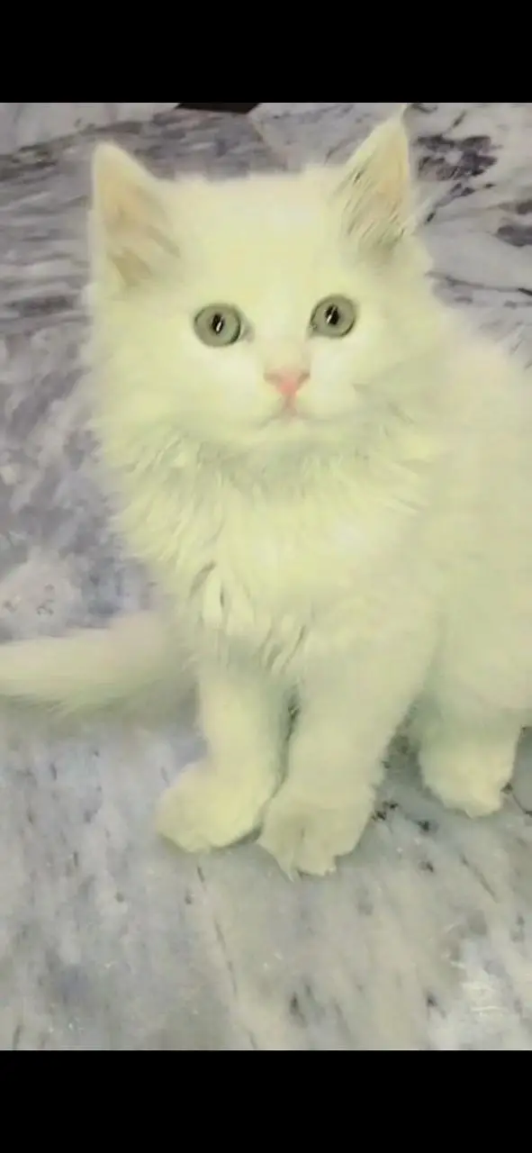 pure Persian kitten healthy — photo 2
