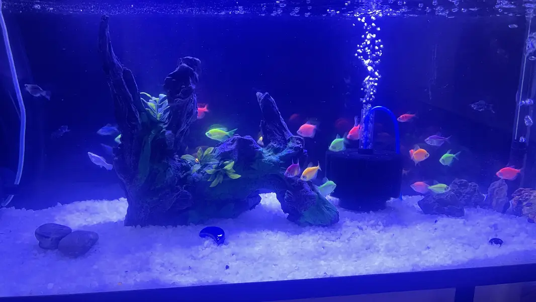 Glo fish