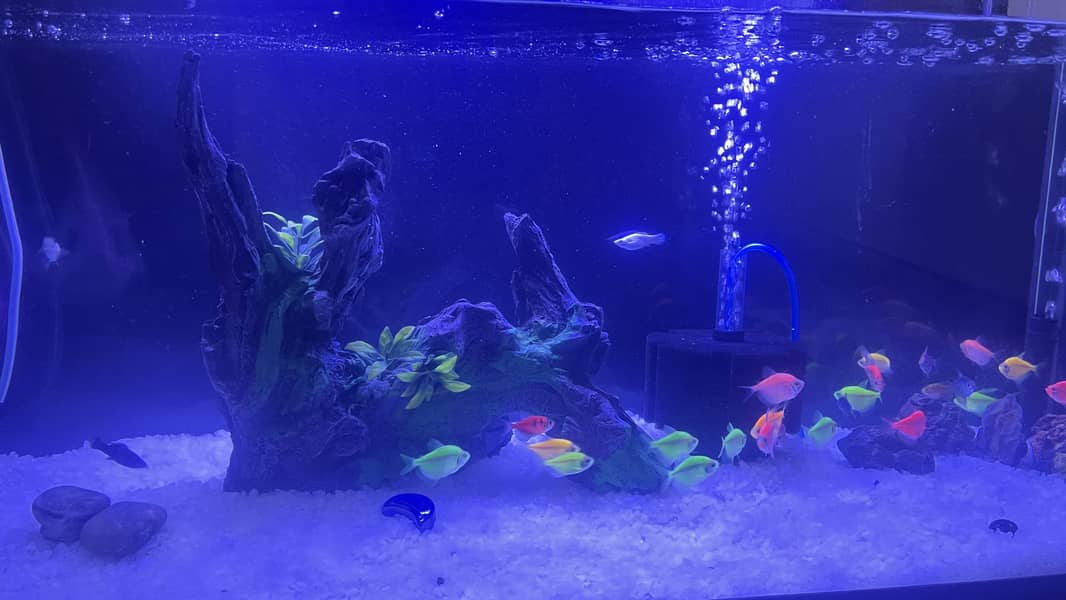 Glo fish 1