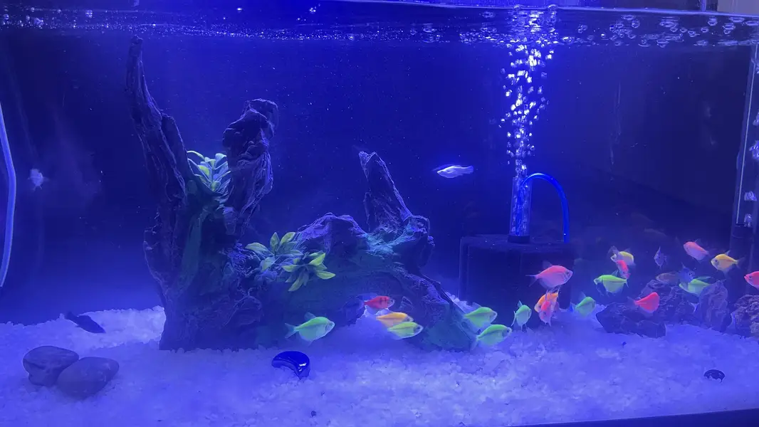 Glo fish — photo 2