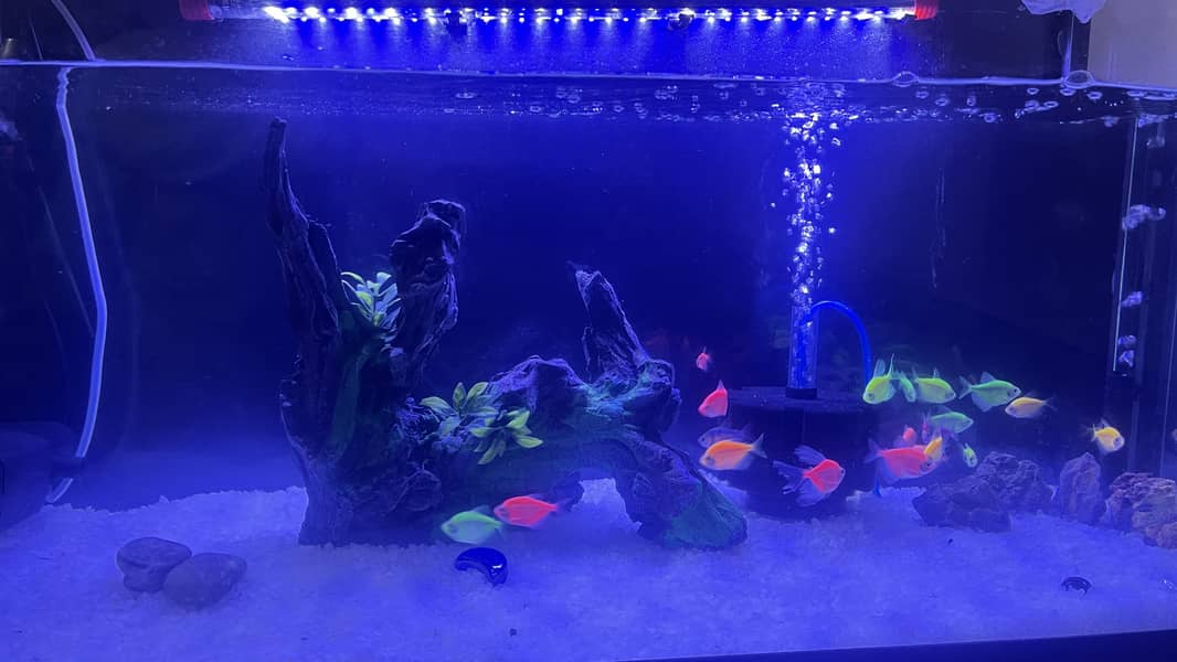 Glo fish 2