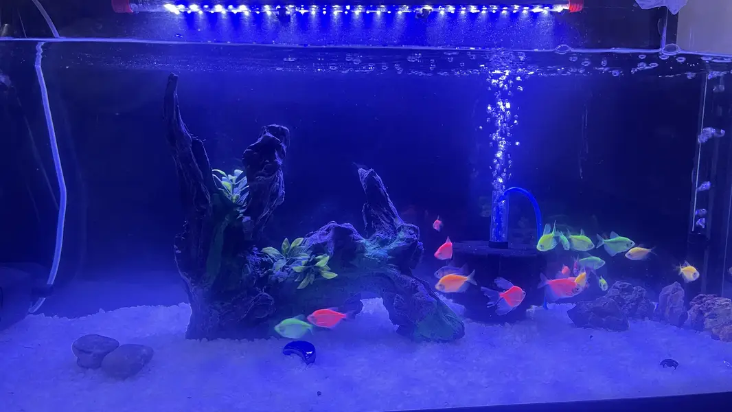 Glo fish — photo 3