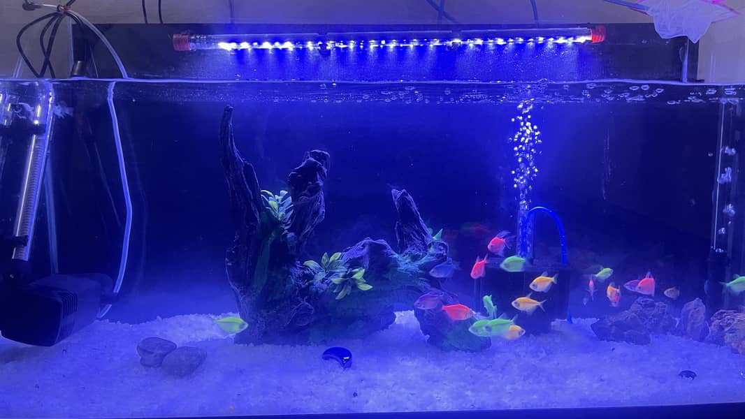 Glo fish 3