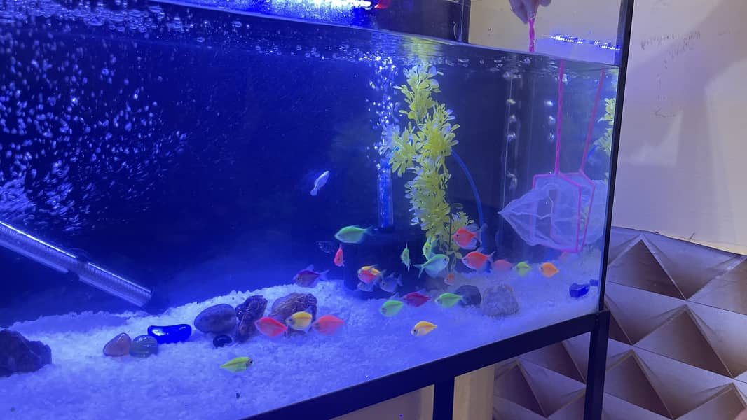 Glo fish 4