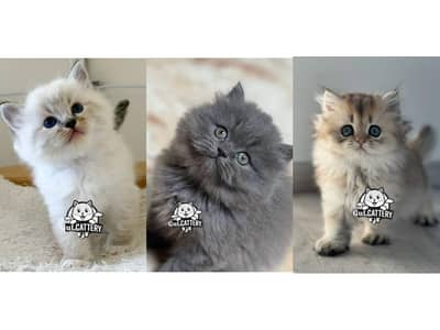 Persian British punch face piki face kitten cat available