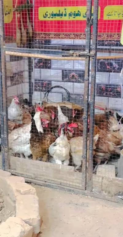 starter Golden misri hen  available