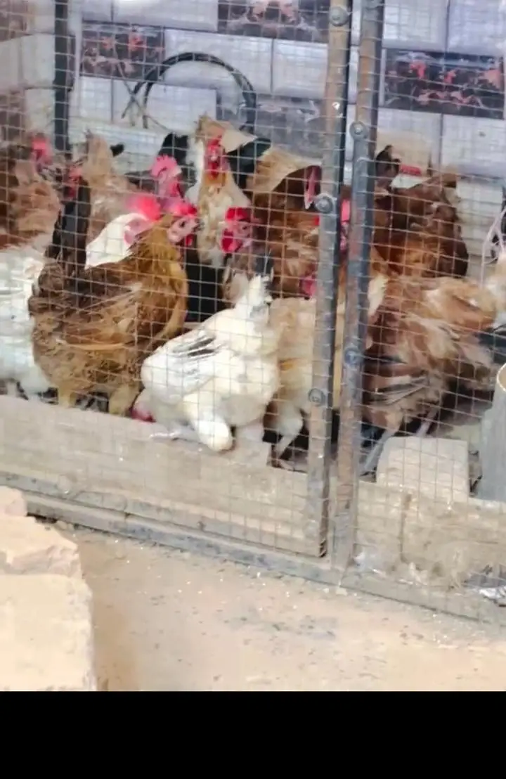 starter Golden misri hen  available — photo 2