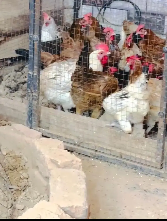 starter Golden misri hen  available — photo 3