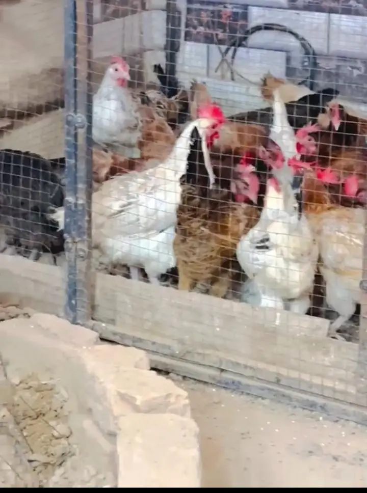 starter Golden misri hen  available — photo 4
