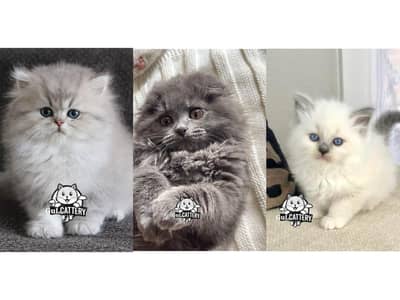Persian British punch face piki face kitten cat available