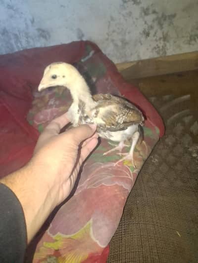 health and active chicks available