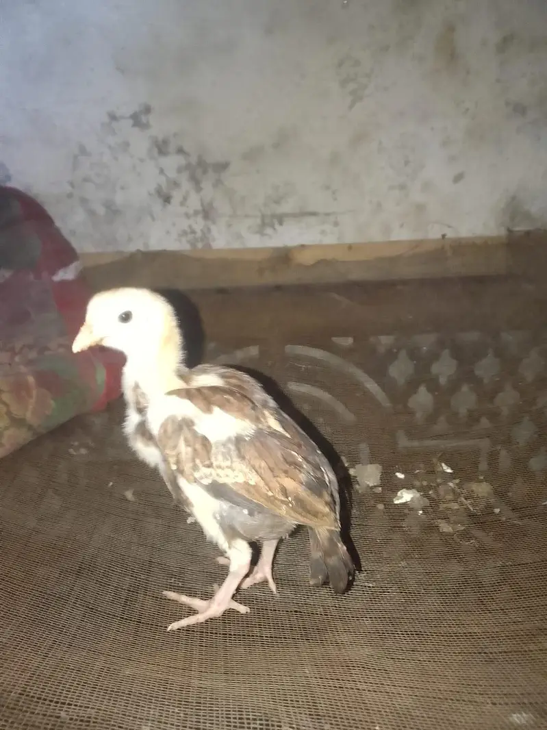 health and active chicks available — photo 2