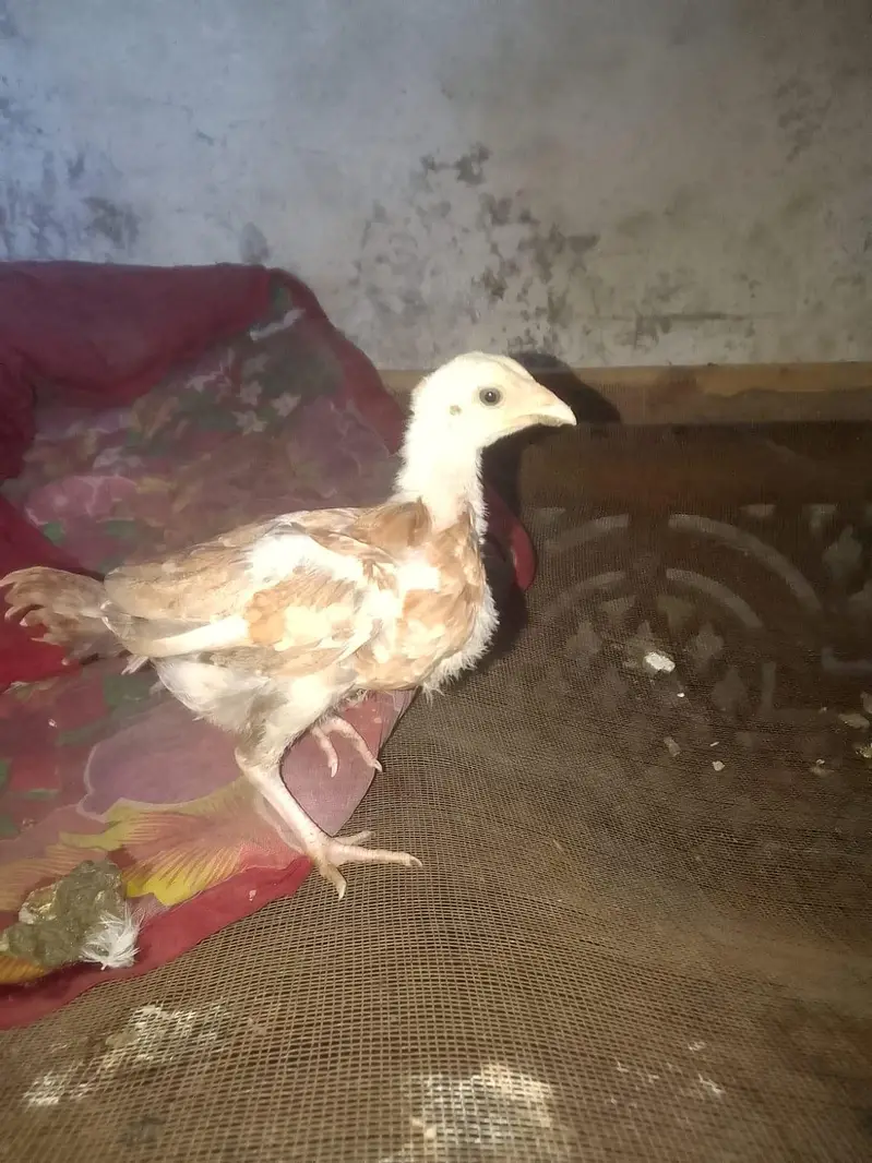health and active chicks available — photo 3