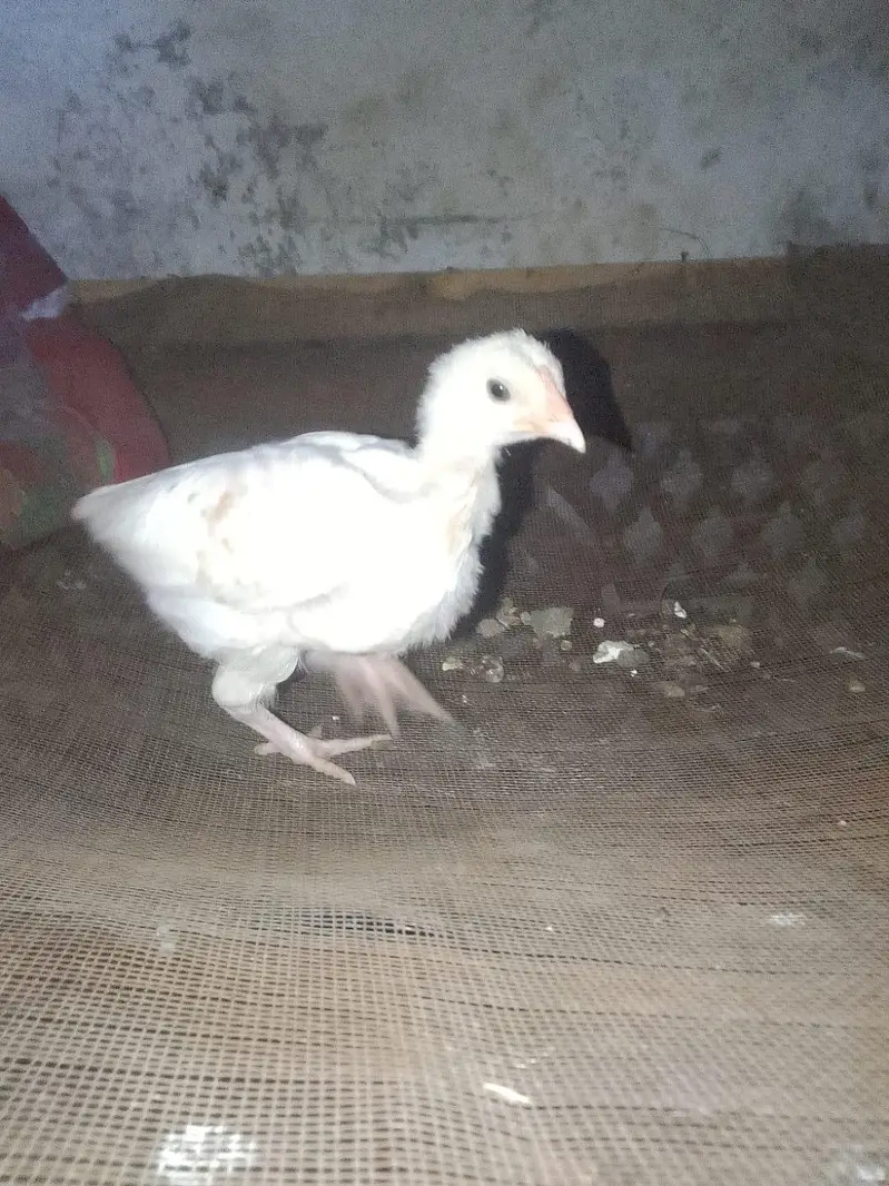 health and active chicks available — photo 4