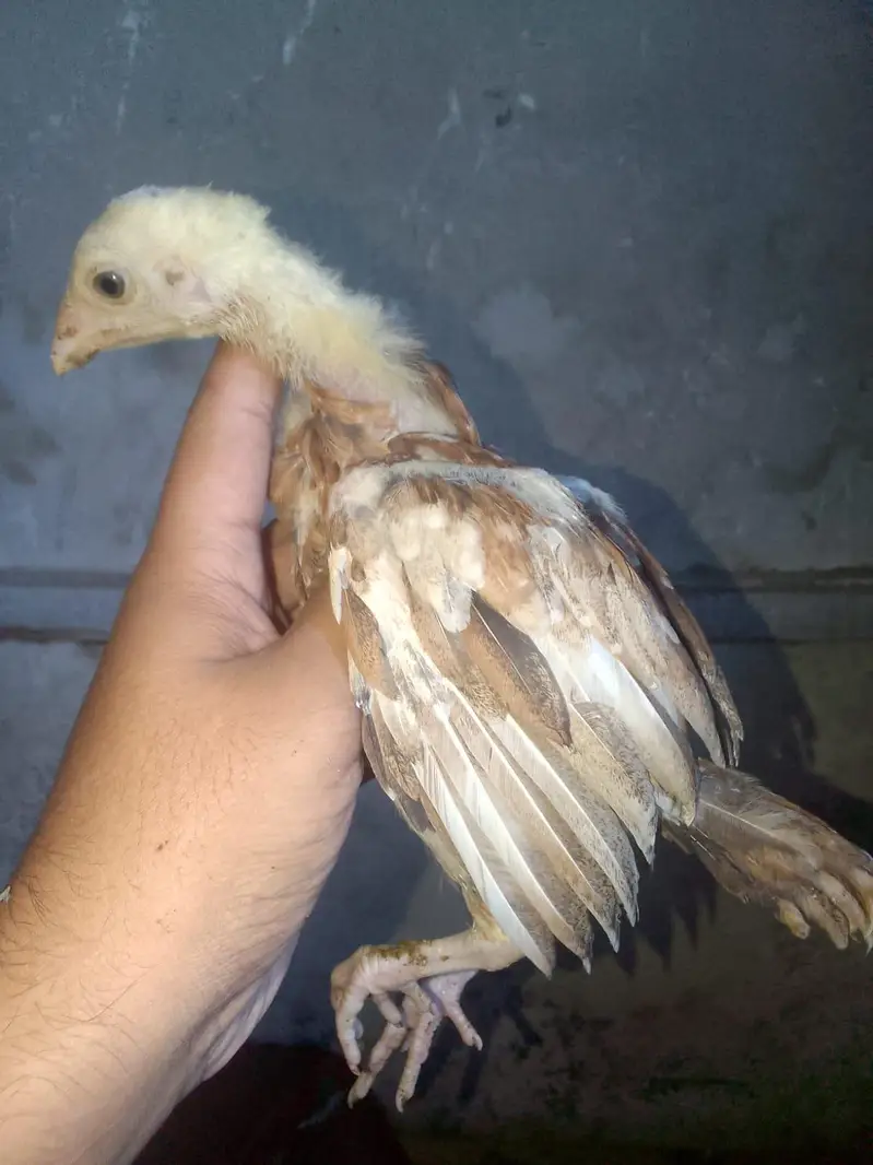 health and active chicks available — photo 5