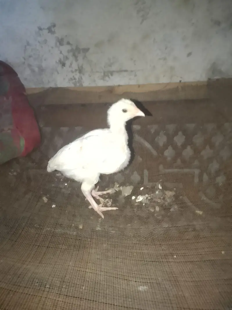 health and active chicks available — photo 6